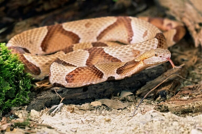 Rhonda, the Copperhead Snake 🐍