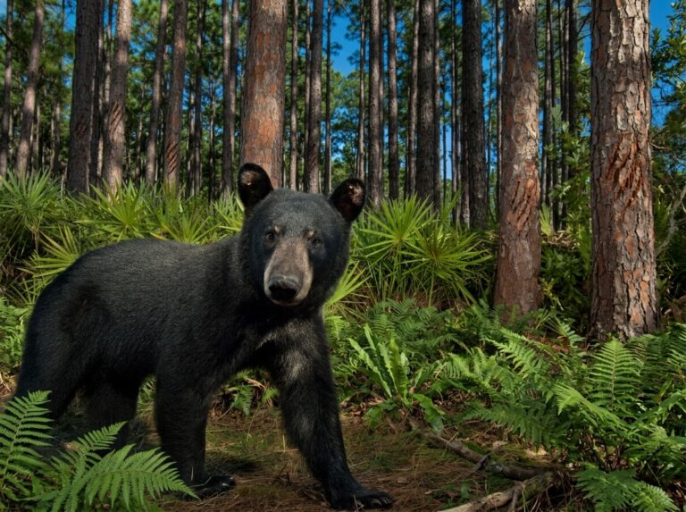 Black Bear Activity