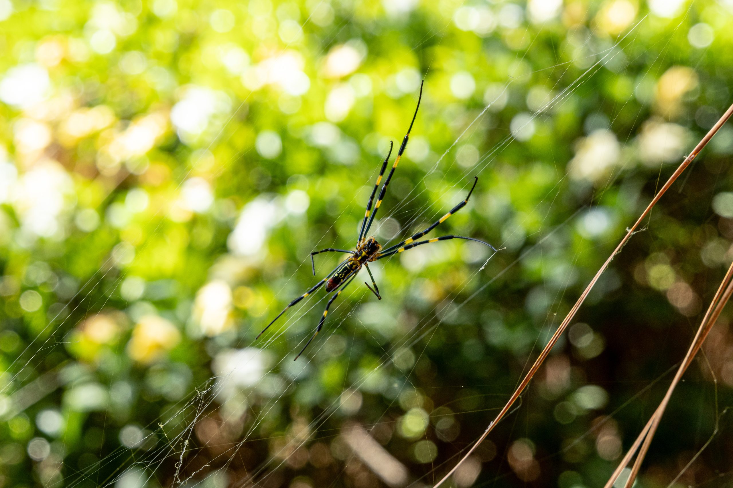 The Silent Neighbor: The Joro Spider